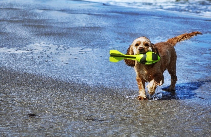 Pies na plaży ? co warto wiedzieć?